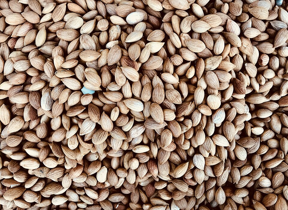 Dried unshelled apricot kernels for sale.