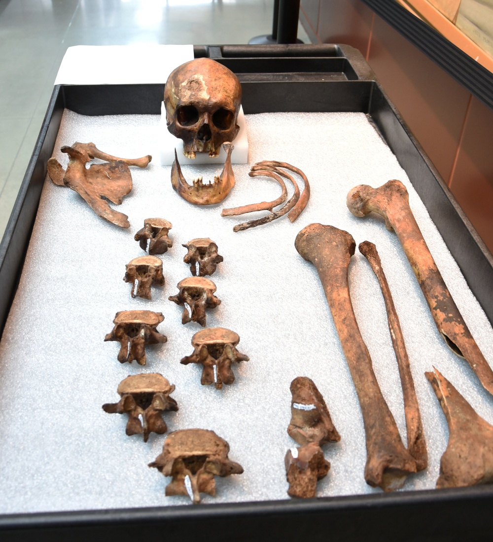 JB-55 skeletal remains arranged in a museum examination tray.
