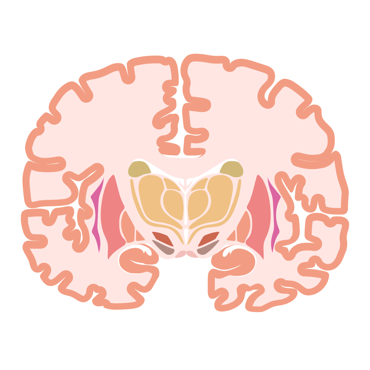 Anatomical illustration highlighting the hippocampus