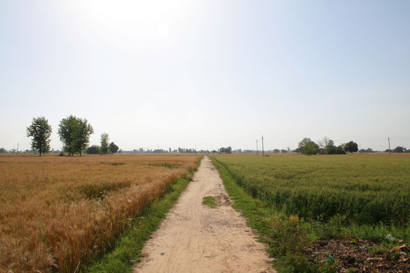 Wheat fields in Punjab in a file photograph